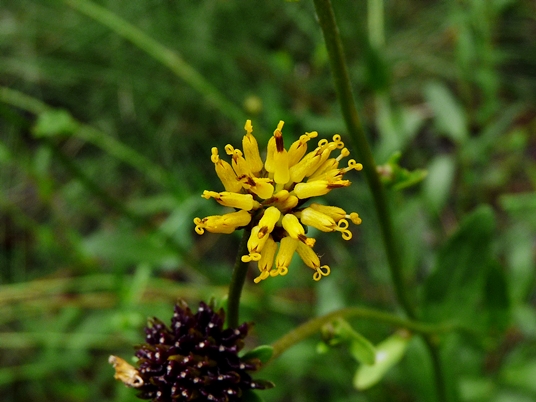 {Verbesina chapmanii}